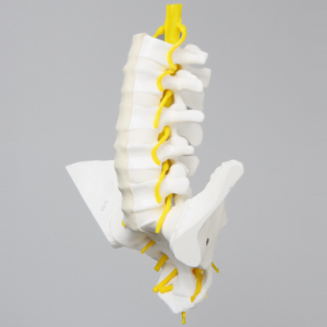 Lumbar Vertebrae, L1-Sacrum, With Iliac Crests and Nerve Roots