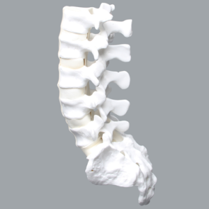 Lumbar Vertebrae, L1-Sacrum, With Ligaments and Discs