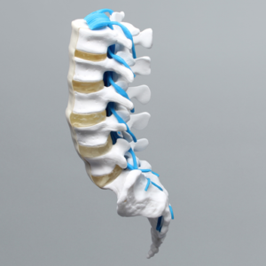 Lumbar Vertebrae, L1-Sacrum, With Nerve Roots