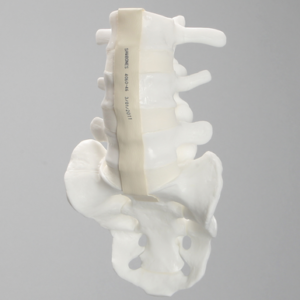 Lumbar Vertebrae, L3-Sacrum, With White Discs