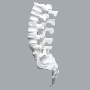 Lumbar Vertebrae, L1-Coccyx, With White Discs
