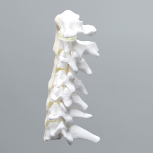 Cervical Spine with Anterior and Posterior Ligaments and Clear Discs