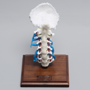 Cervical Spine Demonstrator with Occipital, Nerve Root, Artery, and Ligaments
