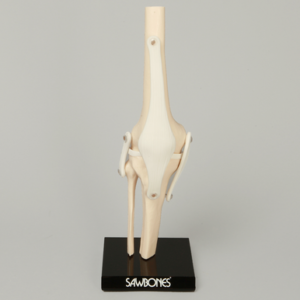 Knee Patient Demonstrator