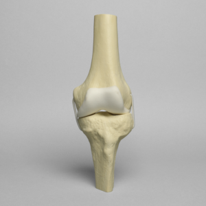 Knee Joint with Articular Cartilage
