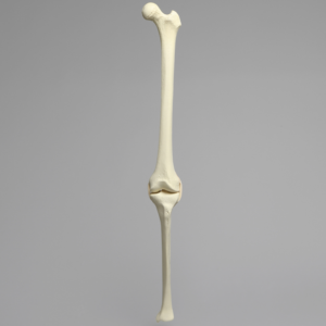 Knee with Three Stretch Tube Ligaments, Solid Foam, Full Length