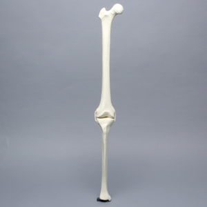 Knee with Three Non-Stretch Ligaments, Solid Foam, Full Length, Right