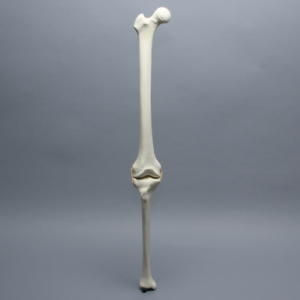 Knee with Three Stretch Tube Ligaments, Full Length, Right