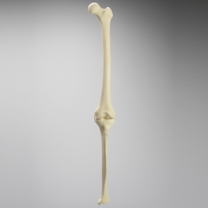 Knee with Three Stretch Cord Ligaments, Full Length, Medium