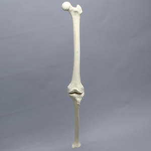 Knee with Three Non-Stretch Ligaments, Full Length, Medium, Left