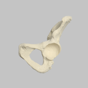 Hemi Pelvis, Female, Solid Foam, Left