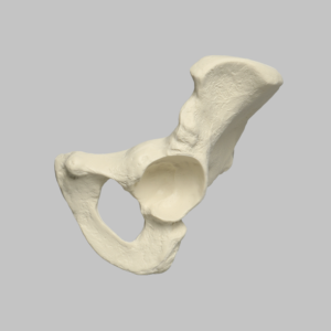 Hemi Pelvis, Male, Solid Foam, Left