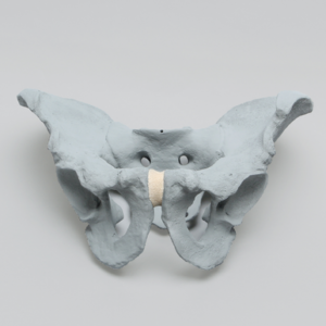 Pelvis, Full Male, Solid Foam, Radiopaque