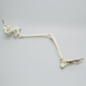 Pelvis with Removable Leg, Full Female, Solid Foam and Foam Cortical