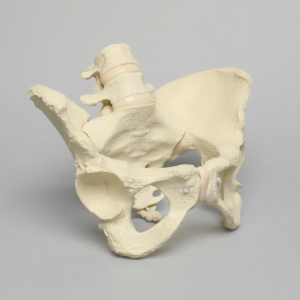 Lumbar Spine with Pelvis, Full Female, Solid Foam