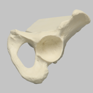 Hemi Pelvis with 48mm Acetabulum, Solid Foam, Left