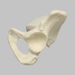 Hemi Pelvis with 54mm Acetabulum, Solid Foam, Left