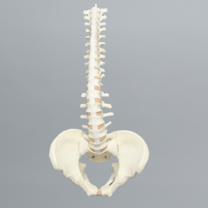Spine, T1-Sacrum with Male Pelvis, Solid Foam