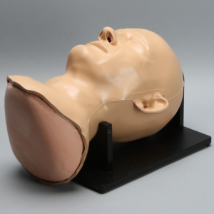 Skull, Full, with Sinus, Muscles, and Skin