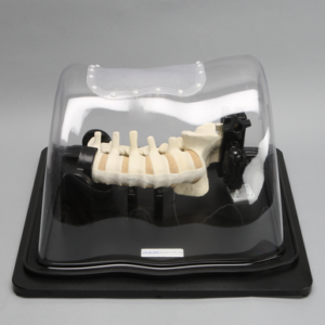 Lateral Lumbar Holder with Cover and Spine