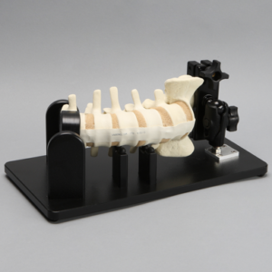 Lateral Lumbar Holder with Spine