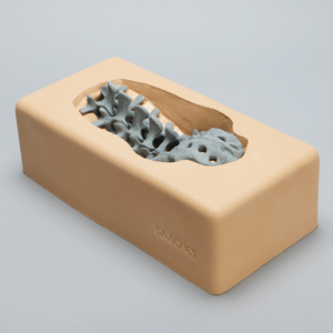 Lumbar Vertebrae, Radiopaque with Posterior Approach Holder