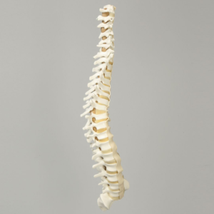 Spine, C1 to Sacrum with Pedicle Drilling and Reinforced Flex Rod, Full