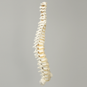 Spine, C1 to Sacrum, with Reinforced Flex Rod, Full