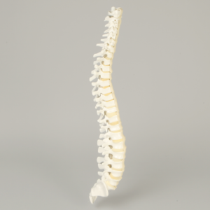 Spine with Flex and Hold Feature, Full