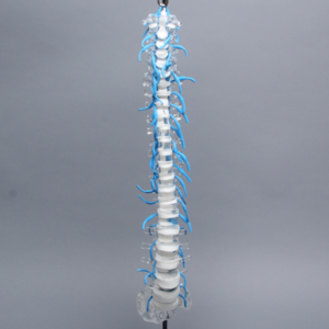 Spine with Sacrum and Nerve Roots, Full, Solid Clear Plastic
