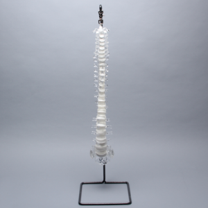 Spine with Sacrum, Full