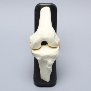 Knee Demonstrator with Stand
