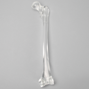 Femur with Canal, Pediatric, Solid Clear Plastic