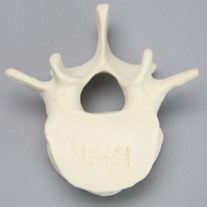 Vertebra, L4, Foam Cortical