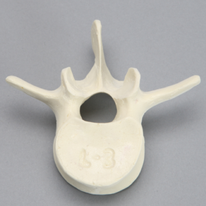 Vertebra, L3, Foam Cortical