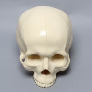 Skull, No Mandible, With Vise Attachment