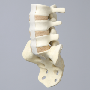 Spine, Lumbar Vertebrae, L3-Sacrum, Foam Cortical