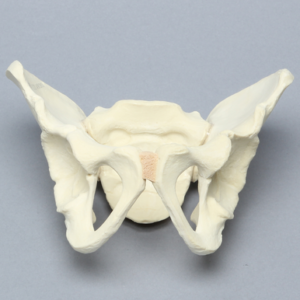 Pelvis, Pediatric Full, Solid Foam
