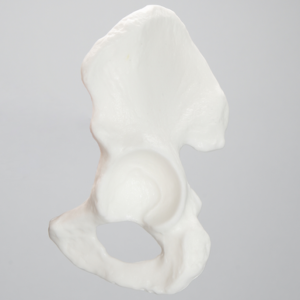 Hemi Pelvis with 54 mm Acetabulum, Solid White Plastic, Left