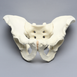 Pelvis, Full Male, Solid Foam
