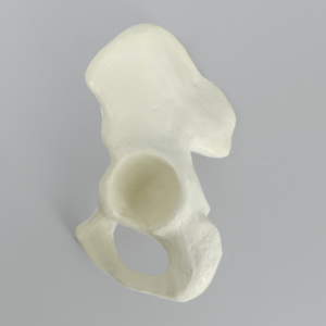 Hemi Pelvis with Average Asian Anatomical Attributes, Foam Cortical Shell, Left