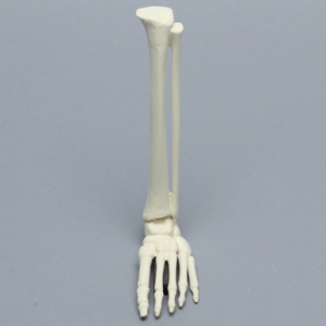 Foot and Ankle, Pediatric with Full Tibia and Fibula