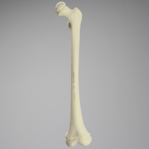 Femur, Pediatric, Solid Foam Light Density, Left