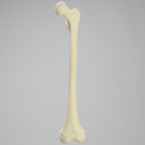Femur, Pediatric, Solid Foam, Left