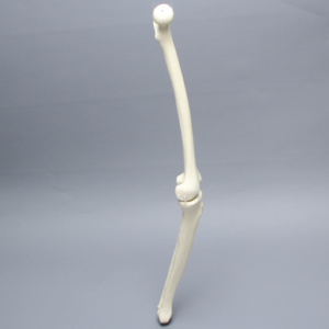 Knee with Fibula, Narrow Intercondylar Notch, and Four Stretch Ligaments, Full Length