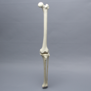 Knee with Fibula, Narrow Intercondylar Notch, and Four Non-Stretch Ligaments, Full Length