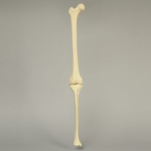 Knee with Four Stretch Cord Ligaments, Solid Foam, Right