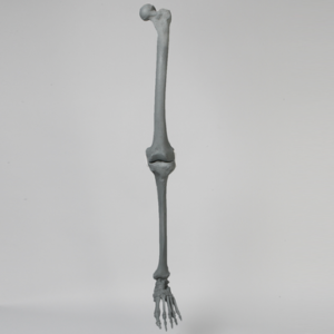 Knee with Foot, Radiopaque, Full Length