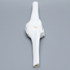 Knee Joint with Four Stretch Cord Ligaments