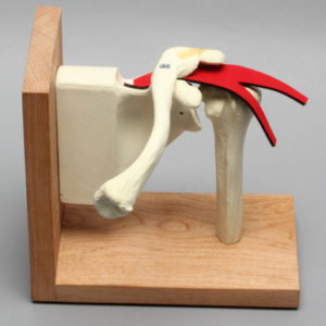 Shoulder Assembly with Rotator Cuff on Stand, Foam Cortical, Left
